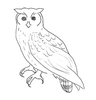Meyric the Owl